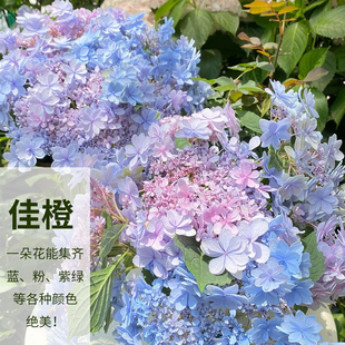 牵牛星魔幻海洋佳橙绣球花室内阳台庭院大花绣球重瓣日本进口新品