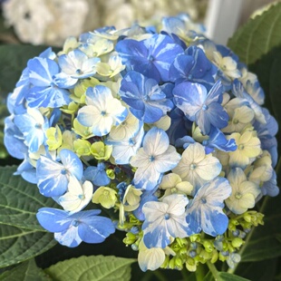 流星雨孔雀光云艾丽粉韵明镜绣球花条纹新品日本哥伦比亚荷兰重瓣