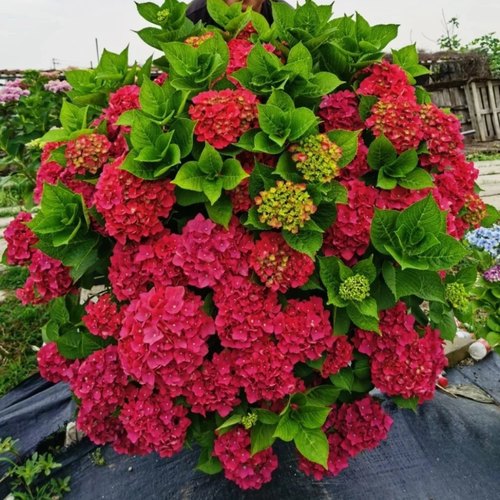 红色绣球袭夏魔幻红宝石花园花镜花新品地栽盆栽阳台花卉八仙花苗