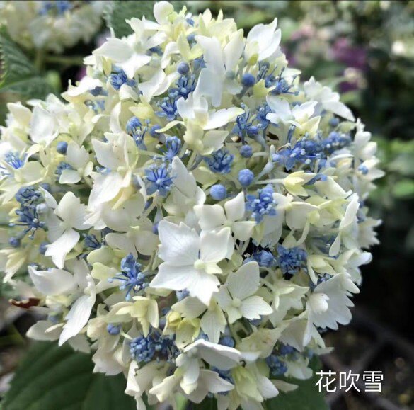 花吹雪芳醇惊喜深海之色泉鸟新品进口大花绣球白色粉色新品