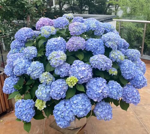 无尽夏室外绣球花苗山东花卉基地