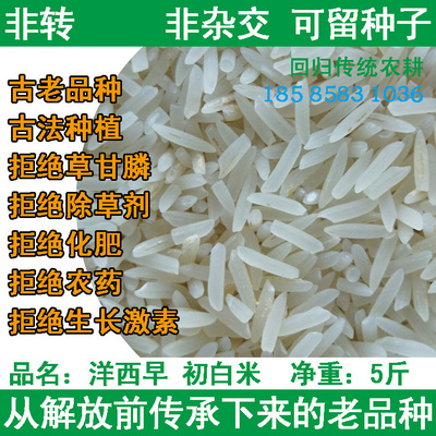 洋西早 贡米 初白米 籼米大米 古老品种 有机种植 原种非转基因