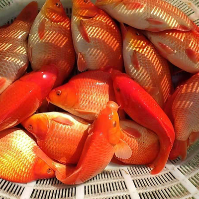 婺源荷包鲤元宝红鲤鱼短身
