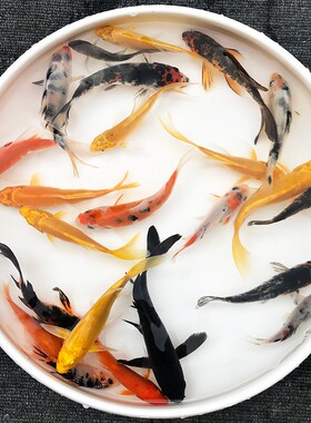 锦鲤黑色红色锦鲫鱼红草鱼锦鲤苗淡水冷水观赏鱼好养易活饲养简单