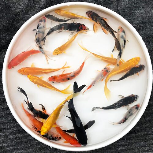 锦鲤黑色红色锦鲫鱼淡水饲养简单