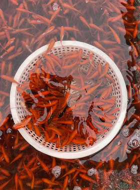 龙鱼发财鱼草鲫鱼饲料鱼活体摆摊冷水红草小金鱼活体鱼网红罐罐鱼