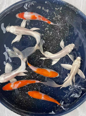 龙凤锦鲤观赏鱼淡水鱼冷水鱼小型鱼不加温金鱼活鱼好养耐活红白色