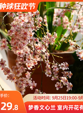 有寻植物 文心兰梦香兰花卉绿植水苔盆栽室内客厅易活跳舞兰香味