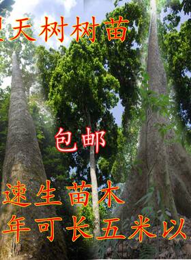 擎天树苗 望天树树苗 西双版纳品种望天树小苗 可长八十米高度