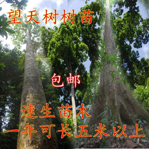 擎天树苗 望天树树苗 西双版纳品种望天树小苗 可长八十米高度