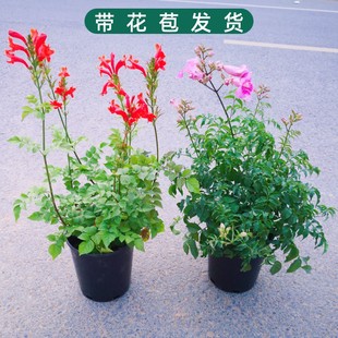粉色凌霄盆栽橙色凌霄花苗爬藤植物中华硬骨凌霄炮仗花带花苞阳台