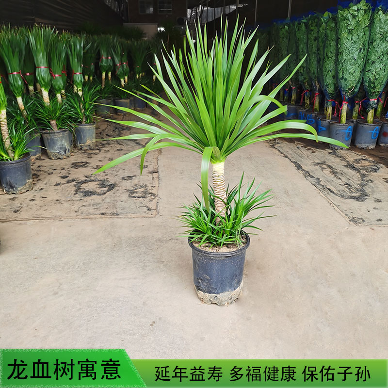 单杆多头龙血树花卉室内绿植客厅盆栽北欧网红龙铁龙须树好养耐干