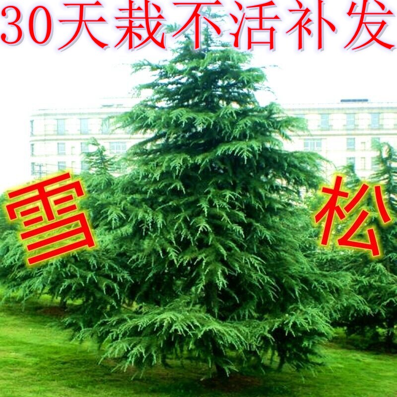 雪松树苗四季常青耐寒耐旱柏树庭院观赏绿化苗木风景树树种宝塔松图片