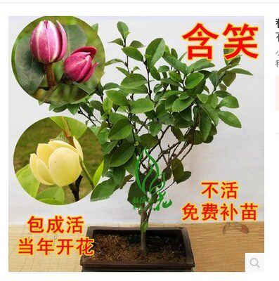 含笑树苗 含笑花苗盆栽苗包邮发货含笑花苗香蕉花黄花开花香