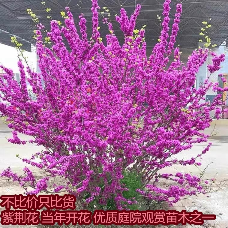 紫荆花树苗四季室外庭院耐寒绿化图片