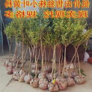 黄杨树苗小叶黄杨树 盆栽瓜子黄杨树苗高杆独杆黄杨树苗独棵黄杨