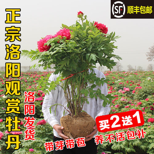 牡丹花苗盆栽洛阳正宗大苗花种缠枝庭院花卉重瓣室内外牡丹花树苗