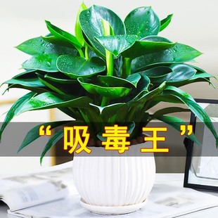室内盆栽植物不需要阳光适合冬天不怕冻的禄绿植花客厅盆景好养四