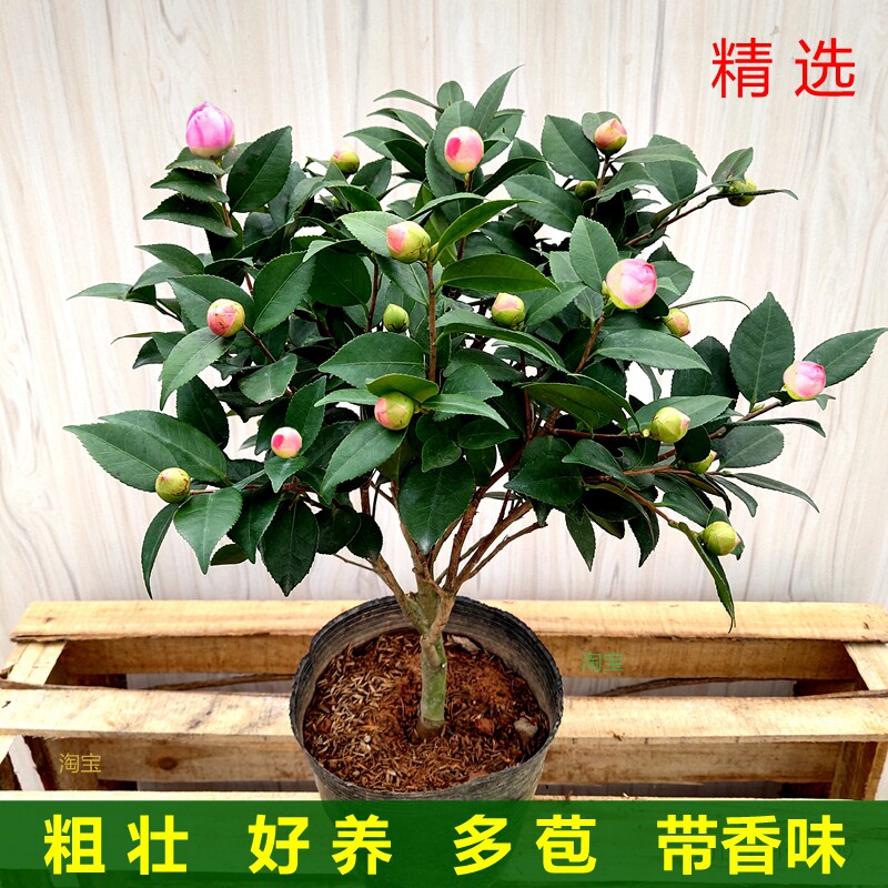 香妃茶花盆栽带花苞浓香型树苗室内好养阳台花卉庭院植物热卖包邮