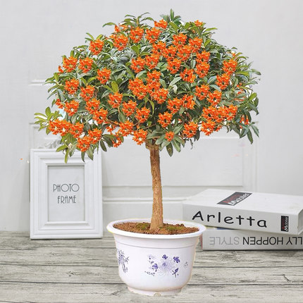 室内新款嫁接盆栽花卉植物浓香型