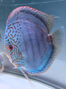 七彩神仙鱼热带鱼活体好养小型南美鱼观赏鱼苗精品老虎狗