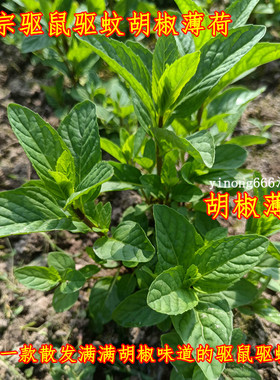 正宗驱鼠防蚊胡椒薄荷苗盆栽庭院种植多年生耐旱绿色植物15元10棵