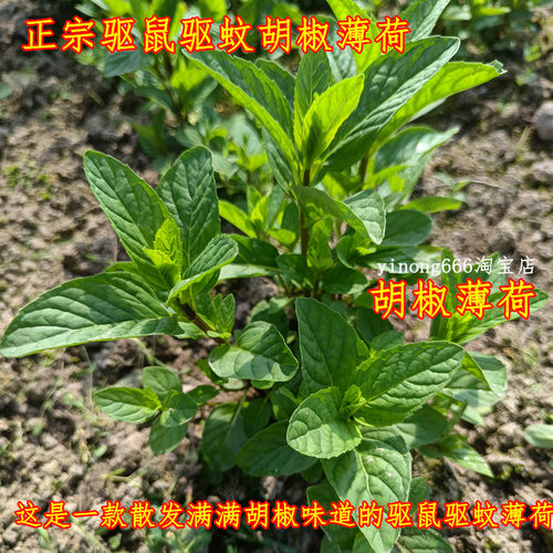 胡椒薄荷庭院室内驱鼠防蚊包邮