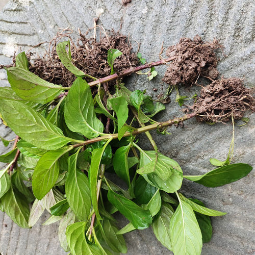 清凉薄荷庭院去火清凉食用