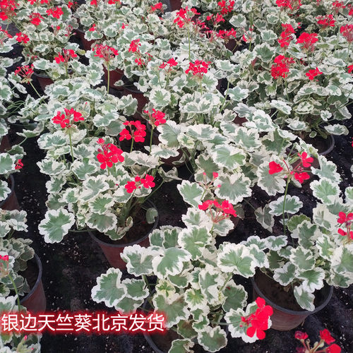 银边苹果碗天竺葵阳台庭院花期长