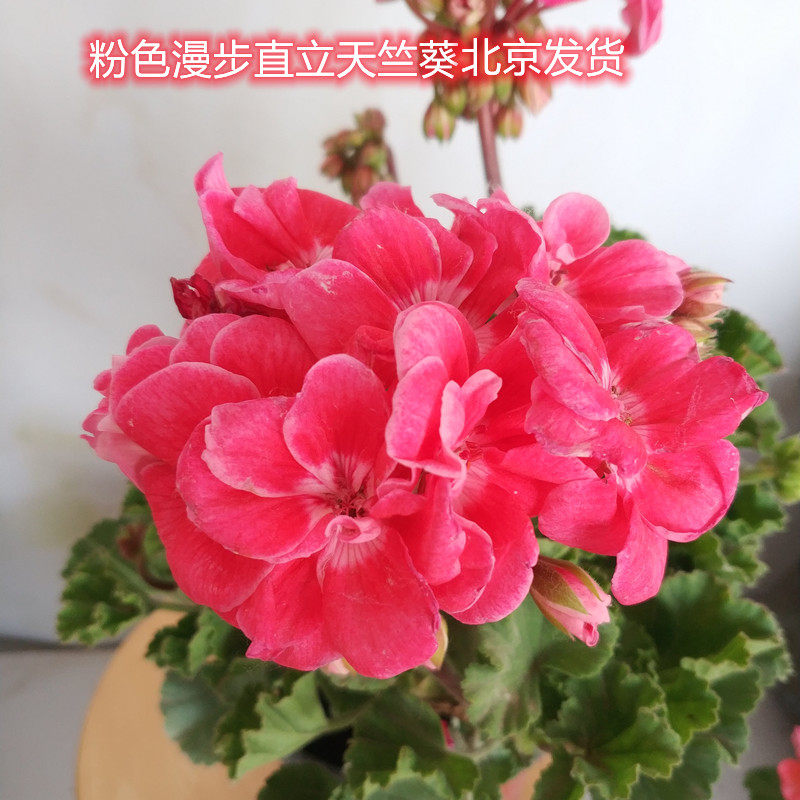 天竺葵盆栽直立重瓣粉色漫步粉碗闪耀带花苞北京发货阳台欢迎自提