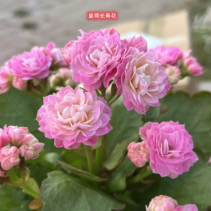 新品长寿花夏荷重瓣大花四季花卉花期长带花苞净化空气北京发货好