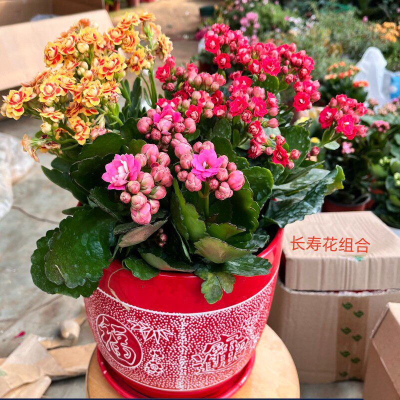 长寿花组合装3盆组或2盆组礼品装带花带套盆橘梗花铁兰花净化空气