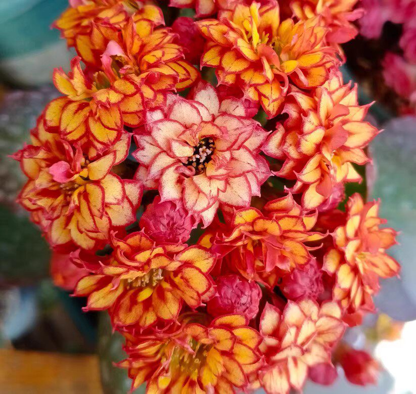 长寿花高级盆栽安娜公主阿兰朵彩霞蒙娜丽莎红狐狸柠檬水重瓣成品