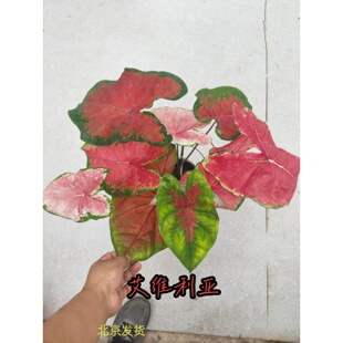 苹果花白雀斑白色恋人异域新娘白闪电安妮猩红玛丽旋转木马娇娘