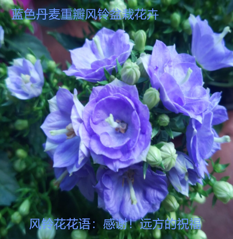 丹麦蓝色重瓣风铃盆栽四季花卉带花苞北京发货实物拍摄阳台庭院苗