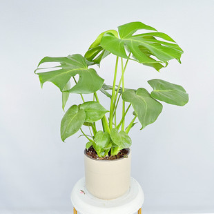 仙洞龟背竹锦叶龟背竹龟背竹盆栽春雨花卉净化空气观叶花卉阳台