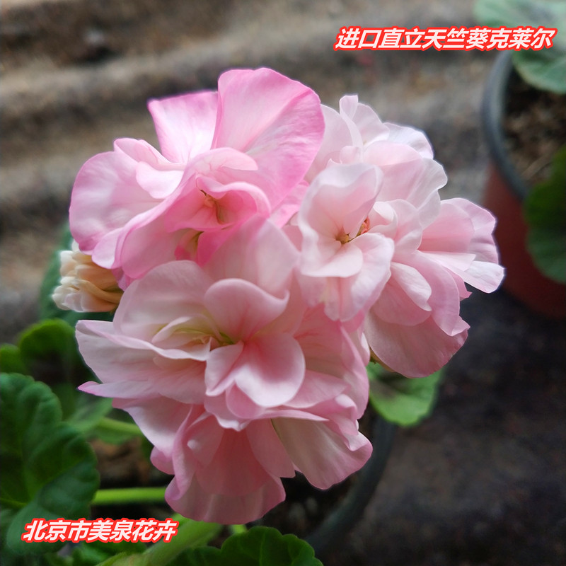 进口天竺葵比尔宝石大花球花苗整盆带花苞北京货花卉盆栽客厅阳台