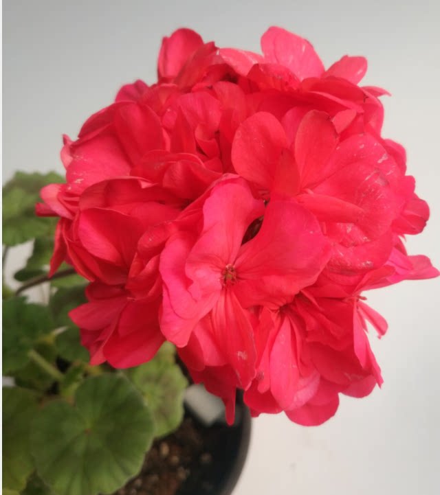 进口直立重瓣天竺葵716盆栽花球成品苗大花球整盆带土带花苞发货