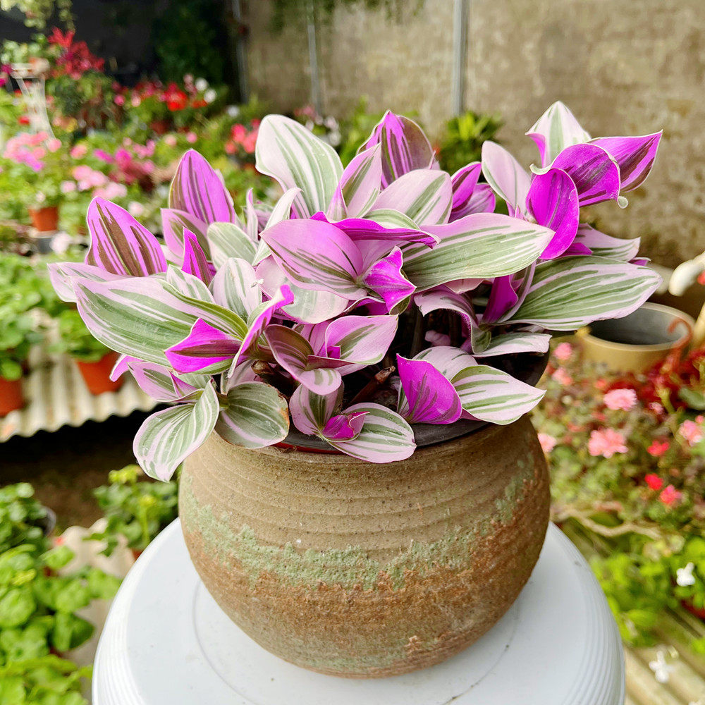 吊兰油画婚礼室内阳台盆栽彩叶大盆茂盛净化空气北京基地发货