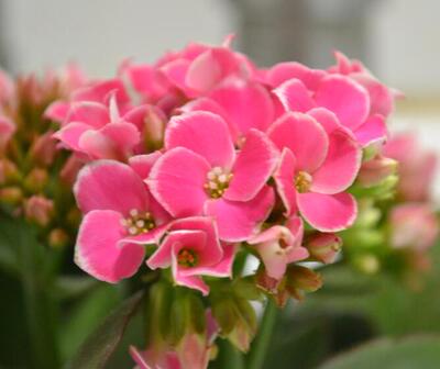 精品长寿花粉色带花带苞发货