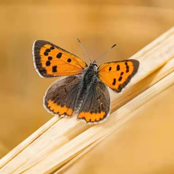 蝴蝶 蜜蜂 巡护守护昆虫的家 绿会连云港黄窝昆虫保护地在行动