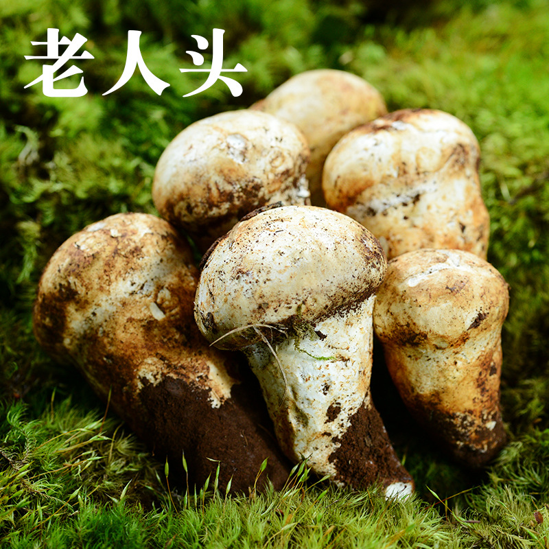 野生老人头菌云南新鲜松苞菌高原山区野生菌特产1/2斤