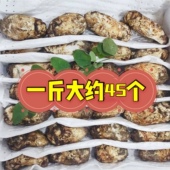现货甘孜阿坝小金新鲜松茸雅江松茸非云南香格里拉松茸无虫无草