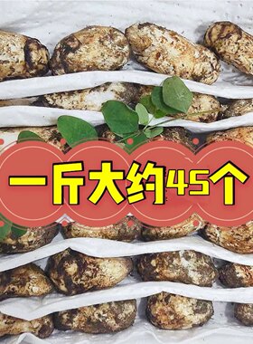 现货甘孜阿坝小金新鲜松茸雅江松茸非云南香格里拉松茸无虫无草