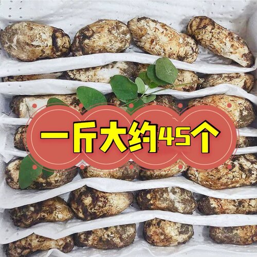 现货甘孜阿坝小金新鲜松茸雅江松茸非云南香格里拉松茸无虫无草