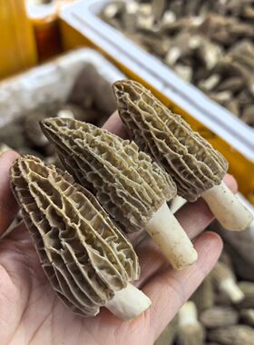 羊肚蘑新鲜野生杂菌鲜菌