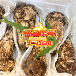 7月下旬发四川甘孜阿坝州精品胖款小金新鲜松茸非云南鲜松茸