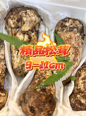 阿坝州新鲜松茸小金预热