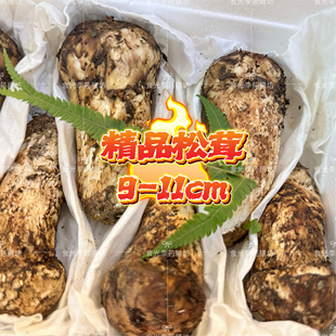 7月下旬发四川甘孜阿坝州精品胖款小金新鲜松茸非云南鲜松茸