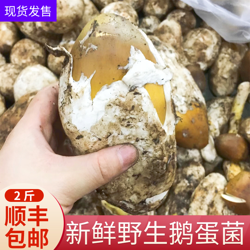 高原现货干片鸡蛋阿坝州野生菌